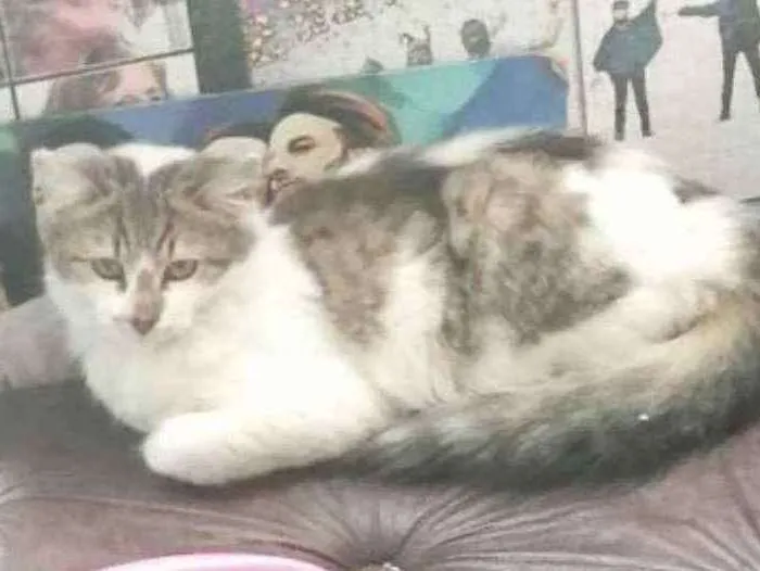 Gato ra a SRD idade 2 a 6 meses nome .........
