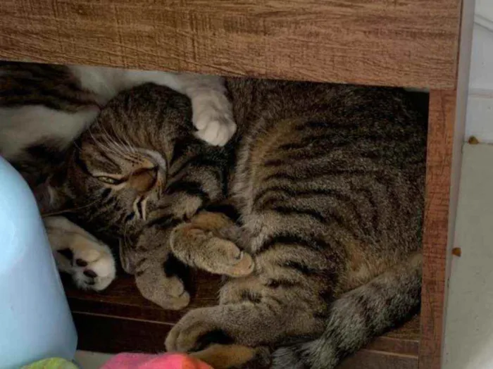 Gato ra a SRD idade 2 a 6 meses nome .......