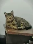 .......