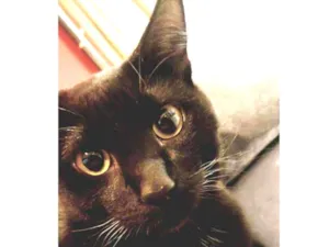 Gato raça Sem raça idade 2 a 6 meses nome João Marcelo 