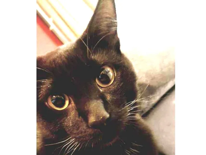 Gato ra a Sem raça idade 2 a 6 meses nome João Marcelo 