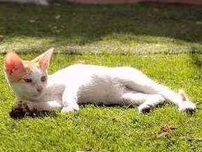 Gato ra a Sem raça idade 2 a 6 meses nome Cheettos