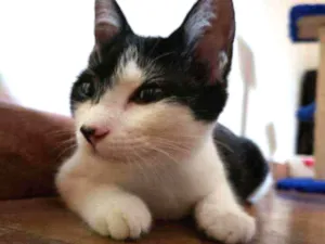 Gato raça Sem raça idade 2 a 6 meses nome Frajola
