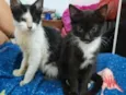 Lulu e Branquinha 
