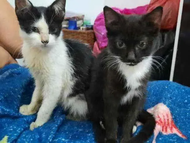 Gato raça Sd  idade 2 a 6 meses nome Lulu e Branquinha 