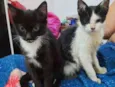 Lulu e Branquinha 