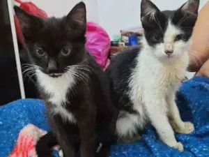Gato raça Sd  idade 2 a 6 meses nome Lulu e Branquinha 