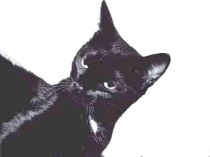 Gato ra a Sem raça idade 2 a 6 meses nome Jabuticaba 