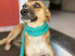 Cachorro raça  idade 2 anos nome Mary