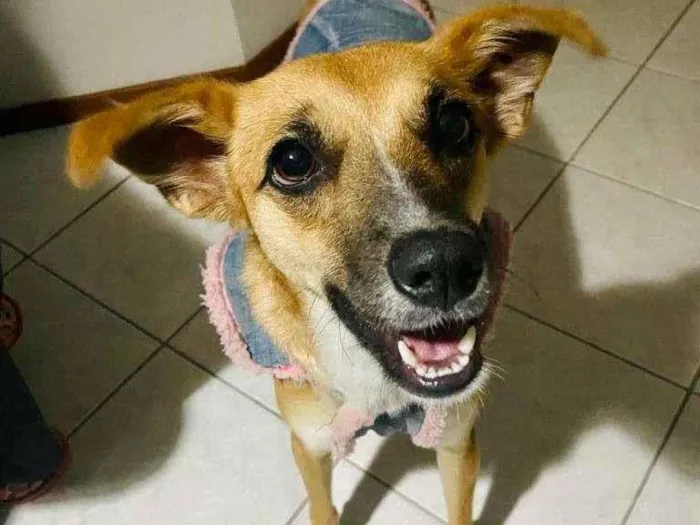 Cachorro ra a  idade 2 anos nome Mary