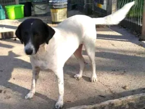 Cachorro raça  idade 2 anos nome Mãezinha