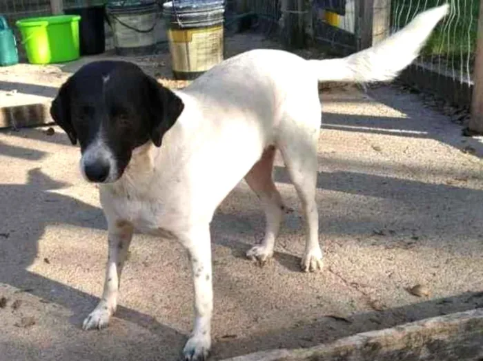 Cachorro ra a  idade 2 anos nome Mãezinha