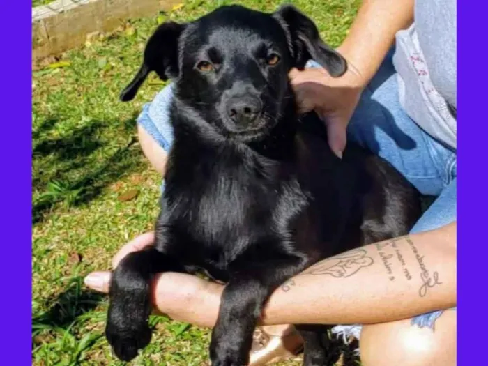 Cachorro ra a Sem raça definida idade 2 a 6 meses nome Sem nome definido