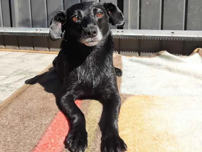 Cachorro ra a Sem raça definida idade 6 ou mais anos nome Lily