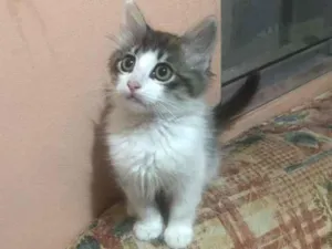 Gato raça SRD-ViraLata idade 2 a 6 meses nome Sem Nome