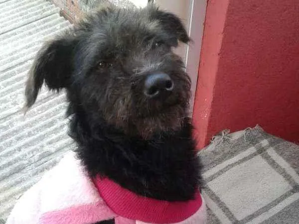 Cachorro raça SRD idade 2 a 6 meses nome Atena