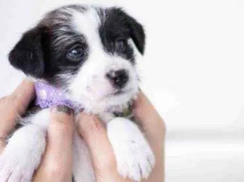 Cachorro ra a SRD ( SEM RACA DEFINIDA) idade Abaixo de 2 meses nome CECILIA