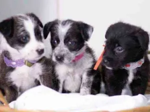 Cachorro raça SRD ( SEM RACA DEFINIDA) idade Abaixo de 2 meses nome CORA