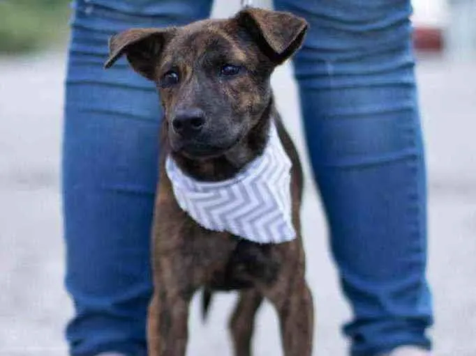 Cachorro ra a SRD ( SEM RACA DEFINIDA) idade 2 a 6 meses nome RAJAH