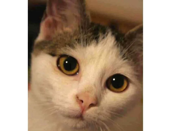 Gato ra a srd idade 7 a 11 meses nome luna