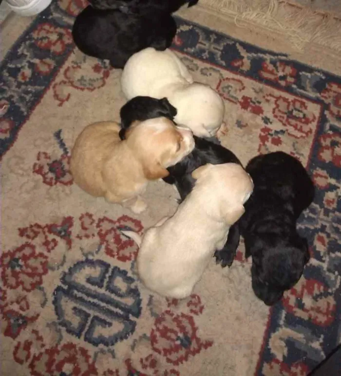 Cachorro raça Sem raça definida  idade 2 a 6 meses nome Filhotes 