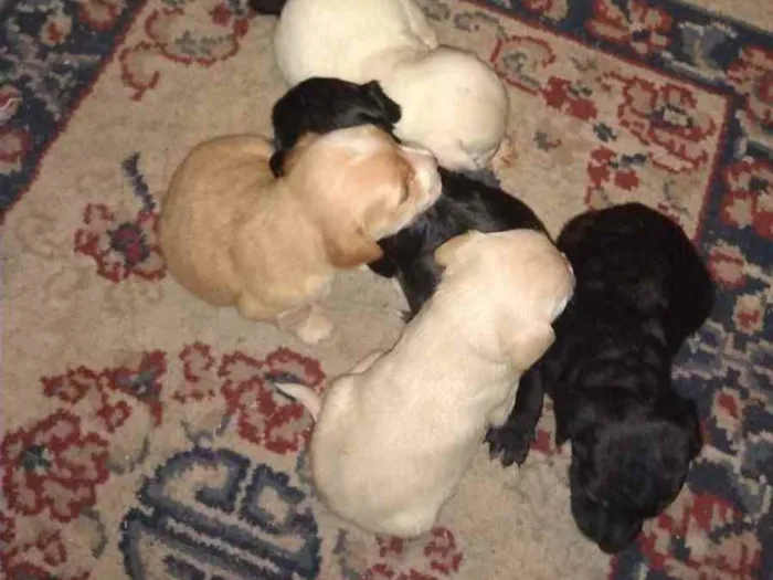 Cachorro raça Sem raça definida  idade 2 a 6 meses nome Filhotes 