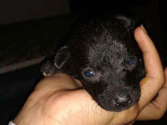 Cachorro raça Sem raça definida  idade 2 a 6 meses nome Filhotes 