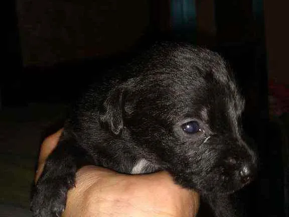 Cachorro raça Sem raça definida  idade 2 a 6 meses nome Filhotes 