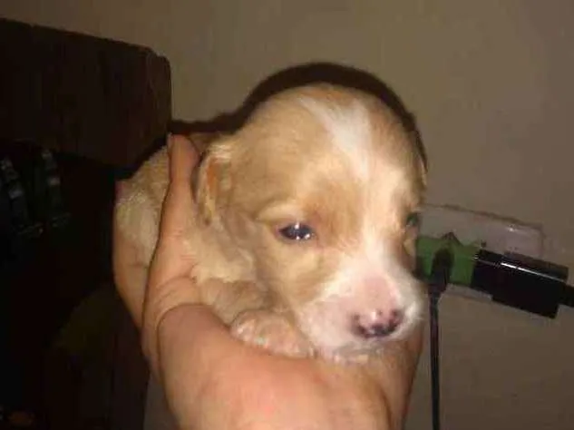 Cachorro raça Sem raça definida  idade 2 a 6 meses nome Filhotes 