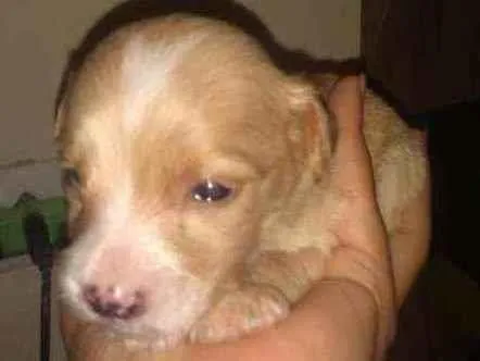 Cachorro raça Sem raça definida  idade 2 a 6 meses nome Filhotes 