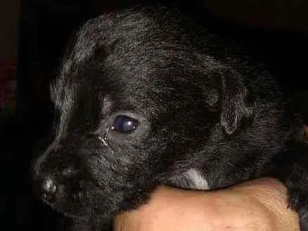 Cachorro raça Sem raça definida  idade 2 a 6 meses nome Filhotes 