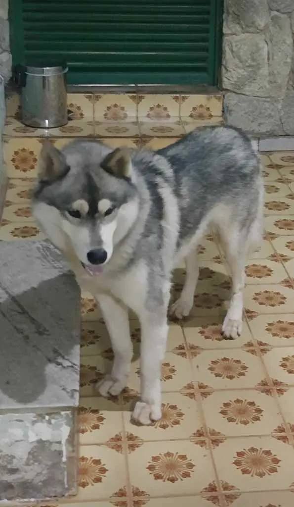 Cachorro ra a Hasky Siberiano  idade  nome Sem nome