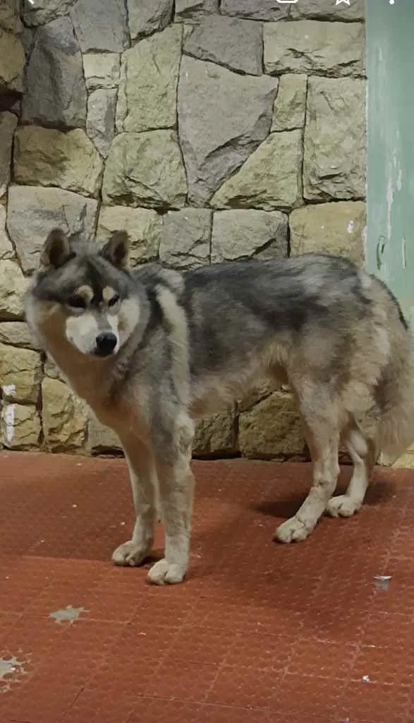 Cachorro ra a Hasky Siberiano  idade  nome Sem nome