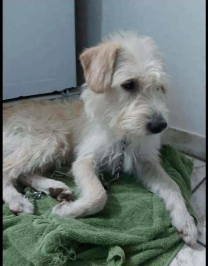 Cachorro raça SRD idade 3 anos nome ..........