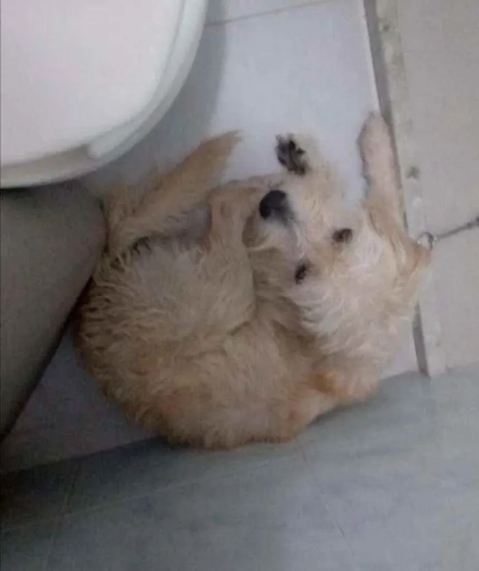 Cachorro raça SRD idade 3 anos nome ..........