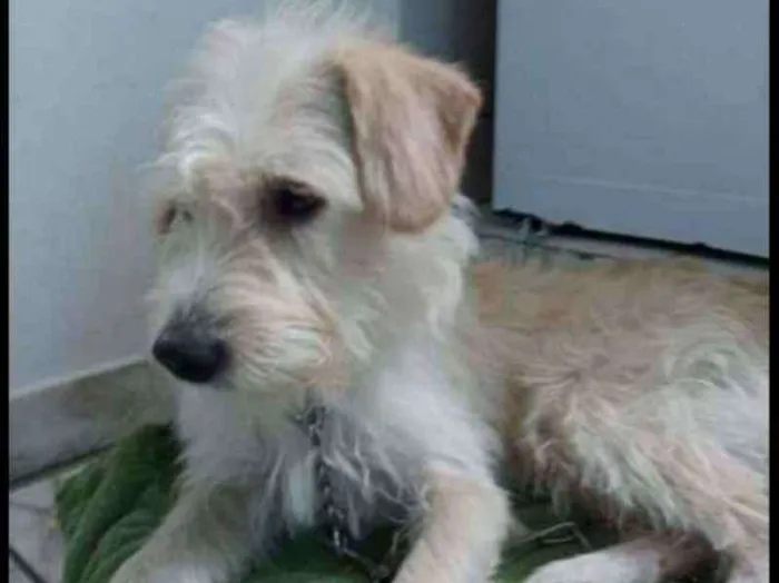 Cachorro raça SRD idade 3 anos nome ..........