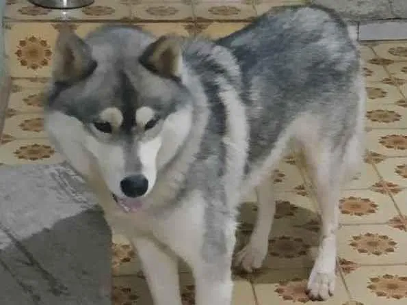 Cachorro ra a Hasky Siberiano  idade  nome Sem nome