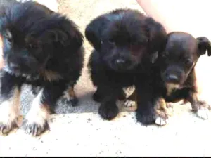 Cachorro raça Desconhecida idade Abaixo de 2 meses nome Não tem nome