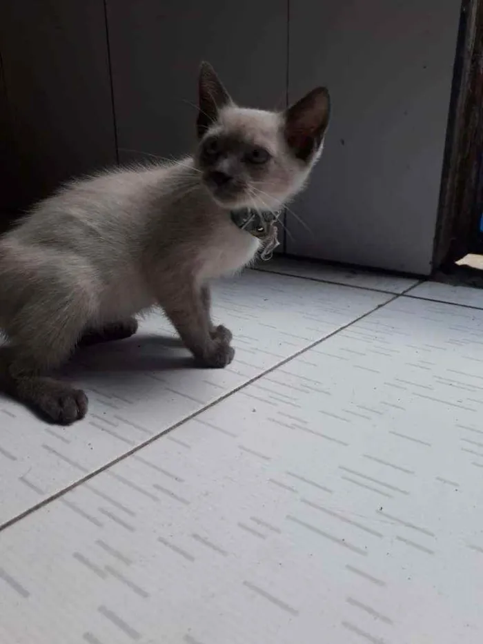 Gato raça Siames idade 2 a 6 meses nome Sem nome