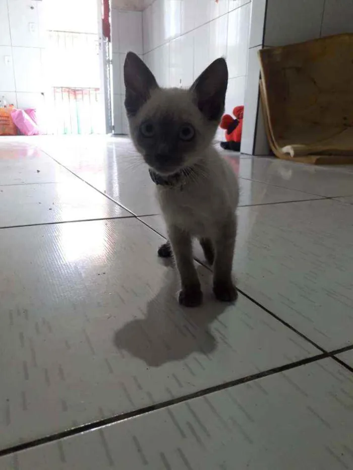 Gato raça Siames idade 2 a 6 meses nome Sem nome