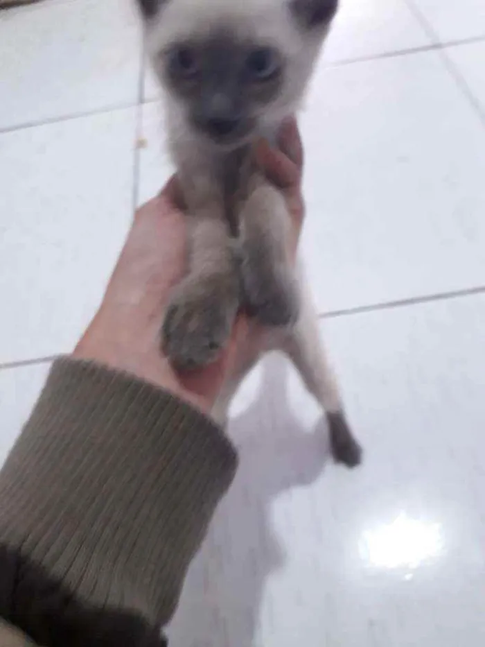 Gato raça Siames idade 2 a 6 meses nome Sem nome