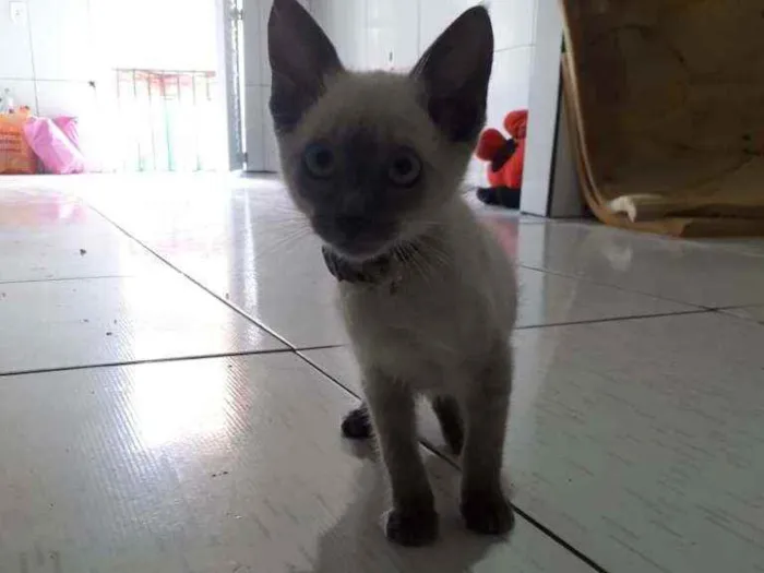 Gato raça Siames idade 2 a 6 meses nome Sem nome