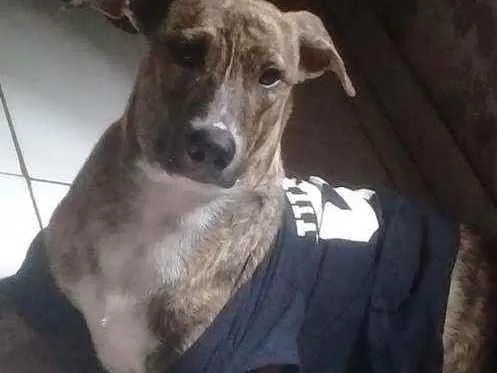 Cachorro raça SRD idade 2 anos nome Kook