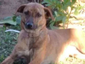 Cachorro raça SRD idade 1 ano nome Milla