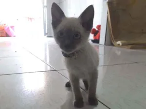 Gato raça Siames idade 2 a 6 meses nome Sem nome