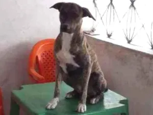 Cachorro raça SRD idade 2 anos nome Kook