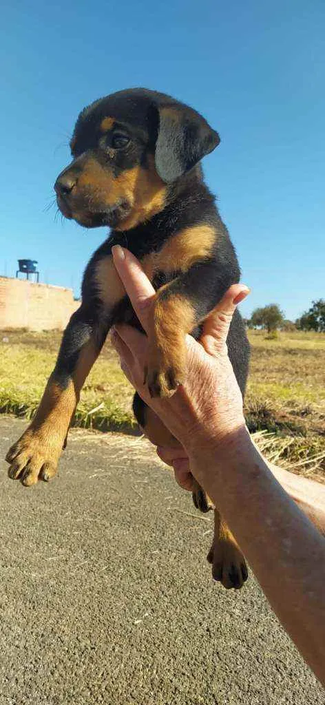 Cachorro ra a PARECE UM ROTTWEILER idade 2 a 6 meses nome SEM NOME PARA DOAÇÃO