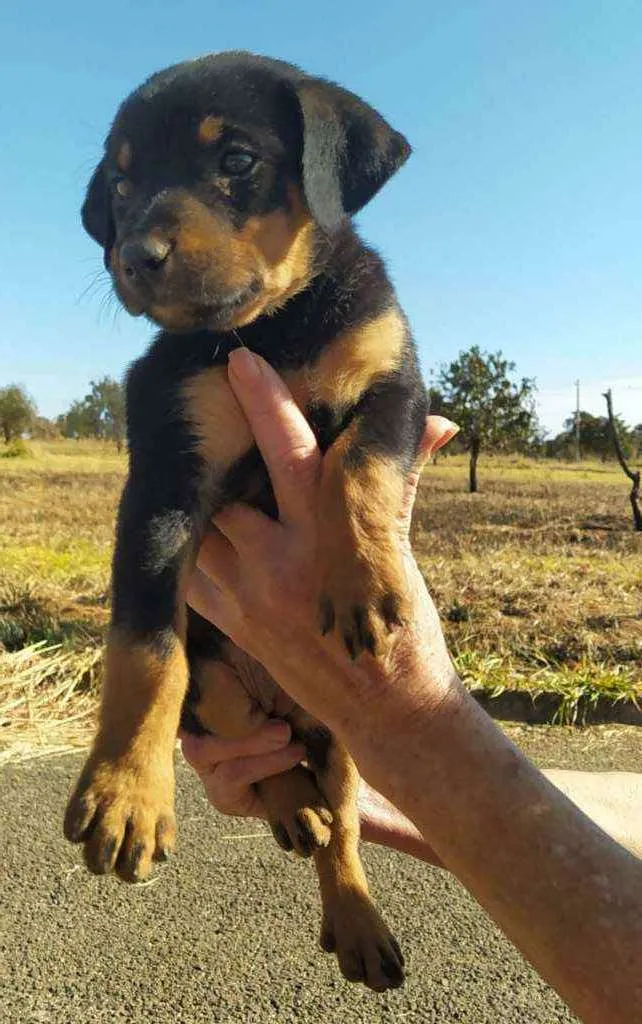 Cachorro ra a PARECE UM ROTTWEILER idade 2 a 6 meses nome SEM NOME PARA DOAÇÃO