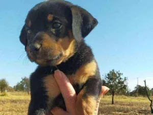 Cachorro raça PARECE UM ROTTWEILER idade 2 a 6 meses nome SEM NOME PARA DOAÇÃO