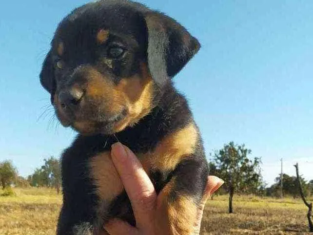 Cachorro ra a PARECE UM ROTTWEILER idade 2 a 6 meses nome SEM NOME PARA DOAÇÃO